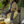 Button Front Pattern Sherpa Jacket